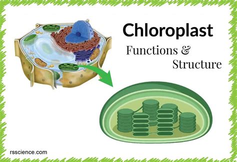 Chloroplast Function and Structure - Solar Panels - Rs' Science