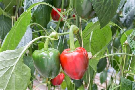 Increíble truco sobre cómo germinar pimientos PortalFruticola