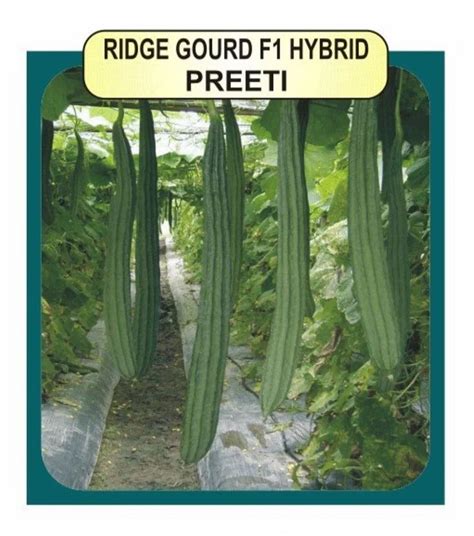 Hybrid Ridge Gourd F Preeti Packaging Type Packet Packaging Size