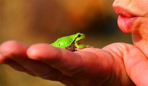 Can Green Tree Frogs Swim Reptiles And Amphibians