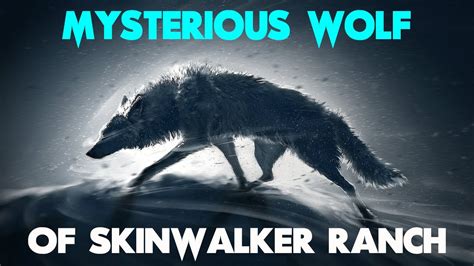 The Mysterious Wolf Of Skinwalker Ranch Unsolved Mystery Youtube