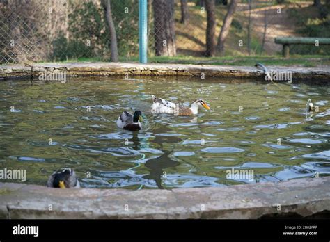 national park   animals stock photo alamy