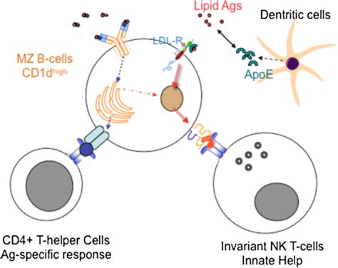 Mz B Cells At The Crossroad Between Bcr Dependent And Cd D Dependent