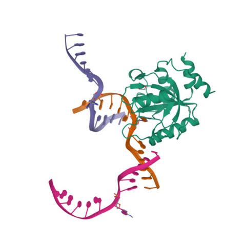 Rcsb Pdb 7l4x Yth Domain Of Human Ythdc1 With Dsdna Comprising