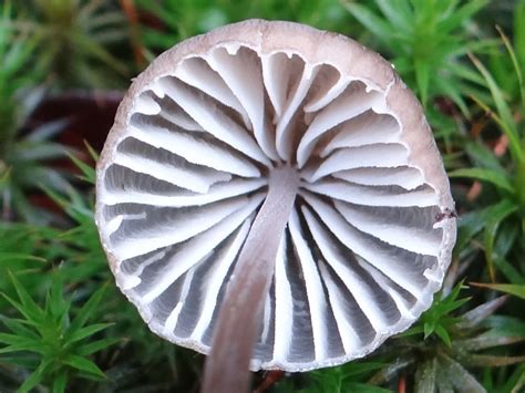 Mycena Alcalina The Ultimate Mushroom Guide