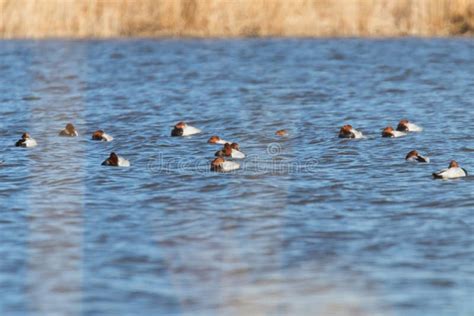 Common Pochard Ducks Swimming In The Lake Aythya Ferina Stock Image