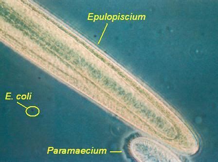 Epulopiscium fishelsoni - Alchetron, the free social encyclopedia