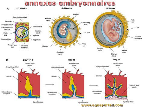 Disque embryonnaire définition et explications