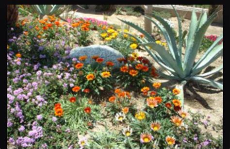 Xeriscape Plants Texas Xeriscape Xeriscape Plants Desert Landscaping