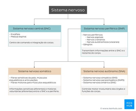 Sistema Nervoso Simpático Definição Anatomia E Funções Kenhub