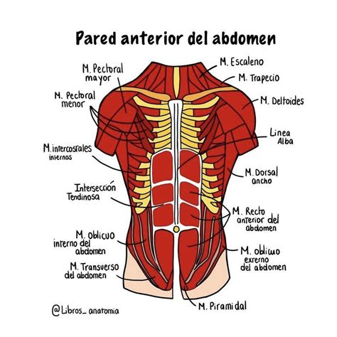 Musculos Del Torax Artofit