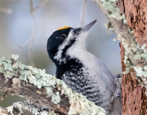 Black-backed Woodpecker | Bird | Laura Erickson's For the Birds