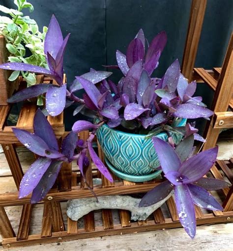 7 Best Purple Heart Plant Care Tips | Balcony Garden Web