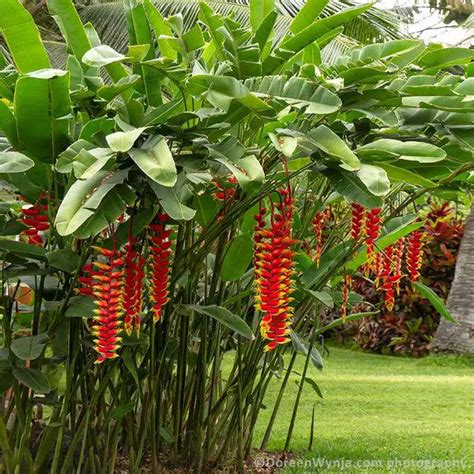 Heliconia Rostrata Cuidados y Características del Platanillo