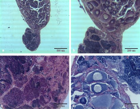 Representative Histological Structure Of Intersex Or Ovatestes In