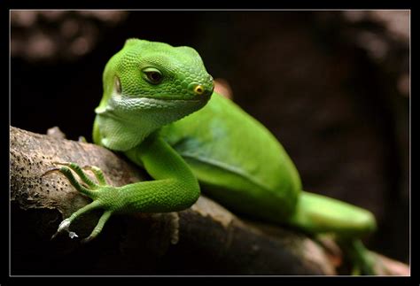 Fiji Island Iguana by oOBrieOo on DeviantArt