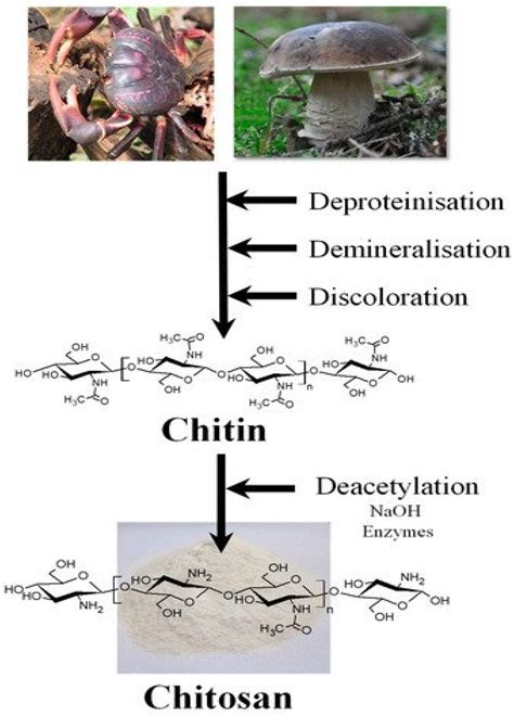 Polymers Free Full Text Recent Advances In Chitin And Chitosan