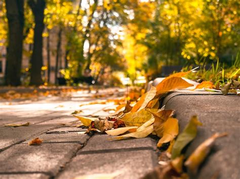 Hojas caídas en el camino la época del año es otoño el estado de ánimo