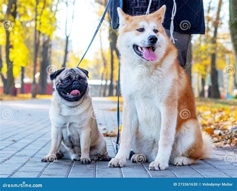 Two Dogs Of Breed Pug And Akita In The Autumn Park While Walking Near