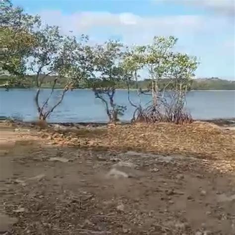 1.2 hectares Beach Property For Sale in Sual Pangasinan [Beach Properties 🏖️] (October 2024) in ...