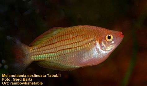 Tabubil Rainbowfishstable