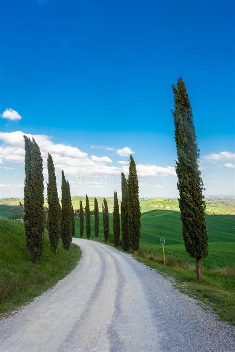 Country Road Flanked With Cypresses In Tuscany Italy Stock Photo