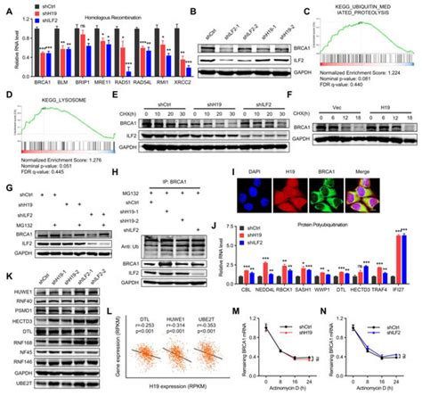 IJMS Free Full Text LncRNA H19 Regulates Breast Cancer DNA Damage