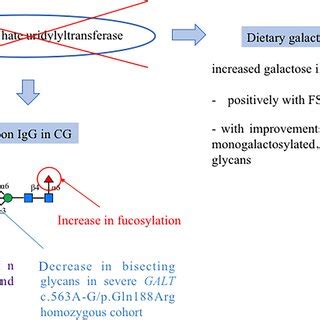 of main findings (immunoglobulin G [IgG] features) and correlations ...