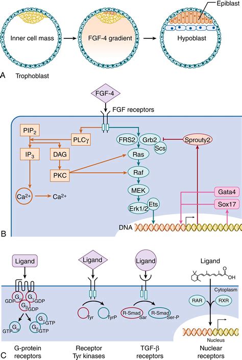 Regulation Of Embryogenesis Clinical Tree