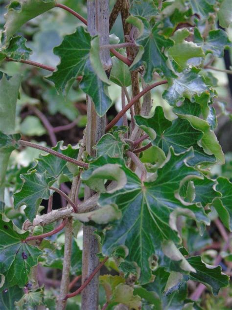 Hedera Helix Fris Lierre D Ornement La Boutique Du Lierre