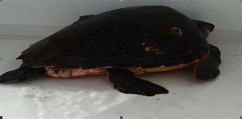 AMBIENTE SALVATA TARTARUGA CARETTA CARETTA SPIAGGIATA A SCARIO