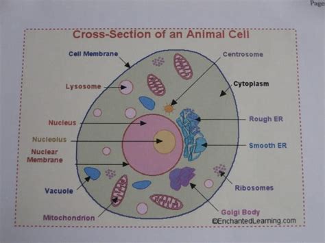 CLAY MODEL OF A PLANT CELL - Model