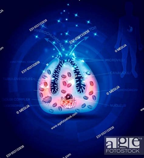 Parietal Cell Of Stomach Wall Located In The Gastric Glands Secretes