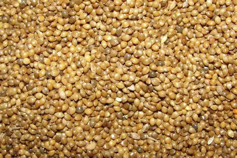 Best Millet Bird Seed Guide - Birding Insider