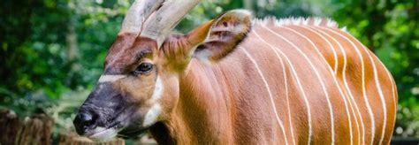 Five Mountain Bongos Released Into Kenyan Sanctuary