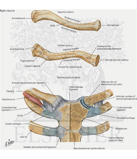 Clavicle And Sternoclavicular Joint