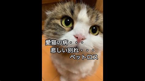 悲しい愛猫との別れ・・・ Youtube