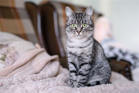 American Shorthair Cat Breed Profile Personality Care