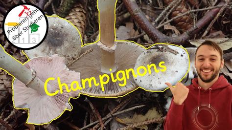 Essbare Giftige Champignons In 16 Min Sicher Erkennen