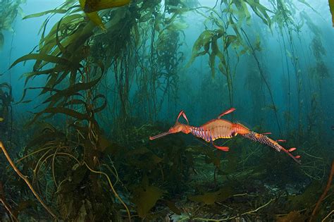 The Declining Weedy Sea Dragon Population Is Concerning