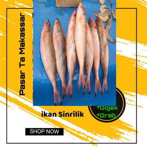 Jual Ikan Sinrilik Sepaket Isi Atau Lebih Tergantung Ukuran Ready