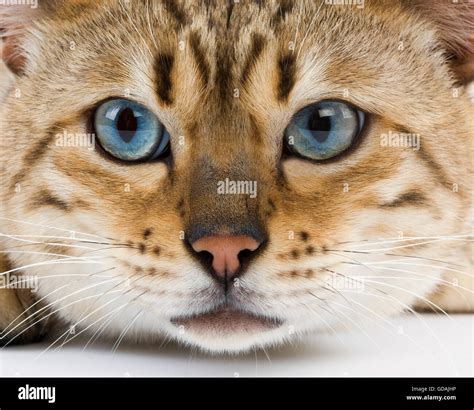 Seal Mink Tabby Bengal Domestic Cat Portrait Of Male With Blue Eyes