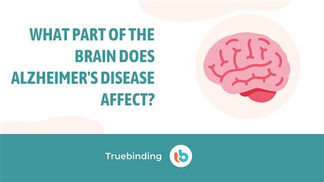 What Parts Of The Brain Does Alzheimers Affect — Truebinding