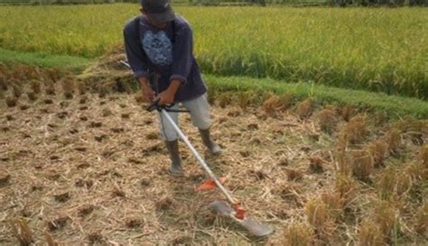 Cara Budidaya Padi Salibu Yang Baik Di Semua Jenis Lahan Pesawahan