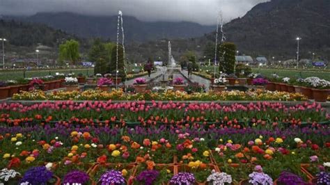 Kashmir S Indira Gandhi Tulip Garden Opens For Public