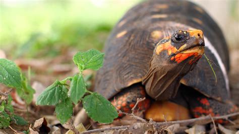 Central Florida Zoo & Botanical Gardens Red-footed Tortoise Attraction ...