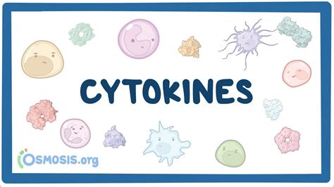 Cytokines: Video, Causes, & Meaning | Osmosis