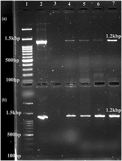 A Polymerase Chain Reaction Conventional Pcr Assay For The