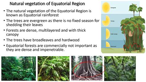 Equatorial Climate Vegetation