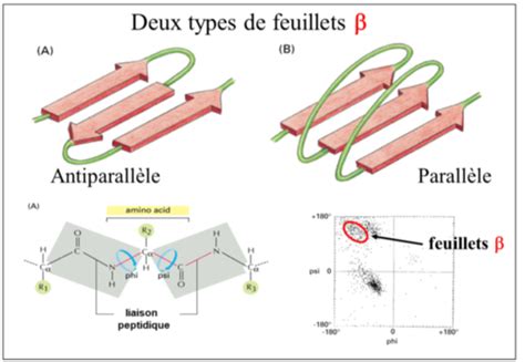 Les Prot Ines Structure Secondaire Tertiaire Et Quaternaire